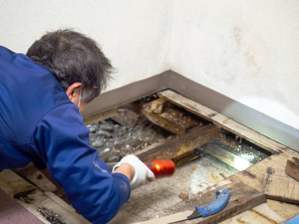 Best Mold Remediation  in Elmo, TX