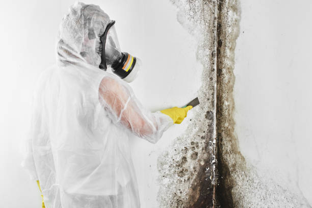 Trusted Elmo, TX Mold Removal Experts