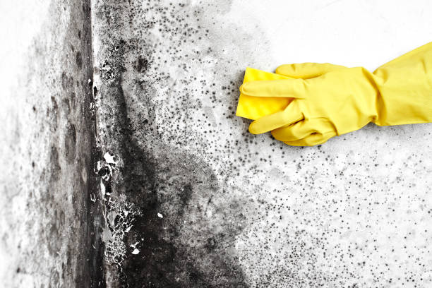 Best Mold Remediation  in Elmo, TX