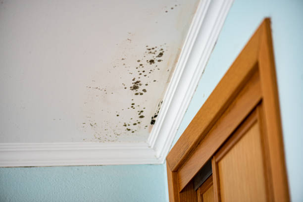 Best Local Mold Removal Service  in Elmo, TX
