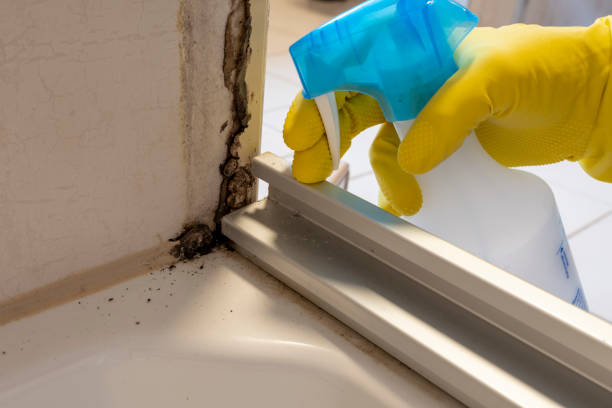 Best Crawl Space Mold Removal  in Elmo, TX