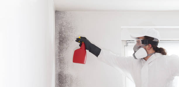 Best Toxic Mold Removal  in Elmo, TX