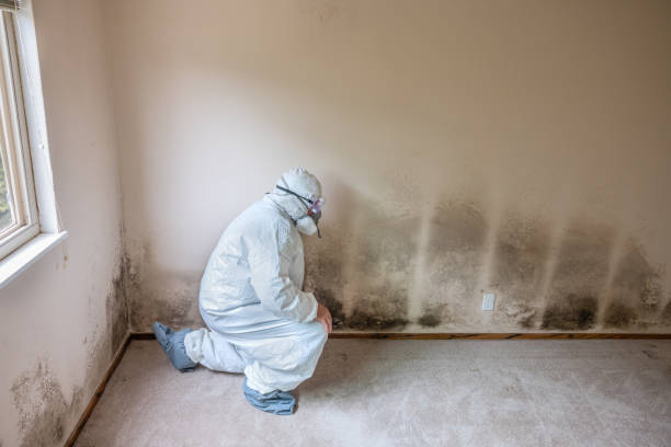 Best Certified Mold Removal  in Elmo, TX