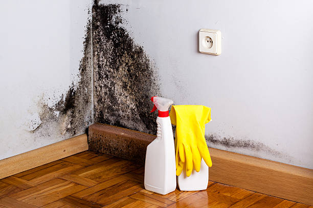 Best Emergency Mold Removal  in Elmo, TX