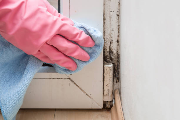 Best Mold Removal Company Near Me  in Elmo, TX