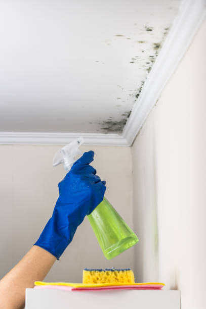Best Residential Mold Removal  in Elmo, TX