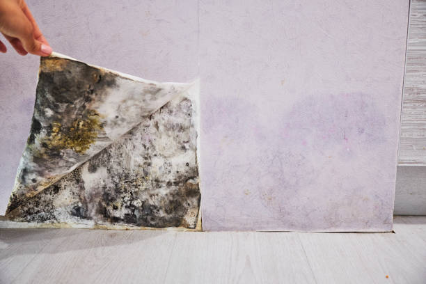 Best Professional Mold Removal  in Elmo, TX
